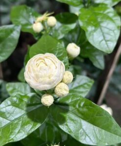 Live Grand Duke of Tuscany Jasmine Plant 8 to 16 Inches Tall in 4 Inches Pot Arabian Jasmine Plant Jasminum Sambac Fragrant Jasmine Flower Plant Double Flower Plant Jasmine Plant Pot Indoor Outdoor