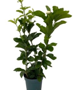 Live Grand Duke of Tuscany Jasmine Plant 8 to 16 Inches Tall in 4 Inches Pot Arabian Jasmine Plant Jasminum Sambac Fragrant Jasmine Flower Plant Double Flower Plant Jasmine Plant Pot Indoor Outdoor