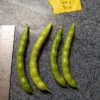 Greasy Back Heirloom Bean (30 Seeds)