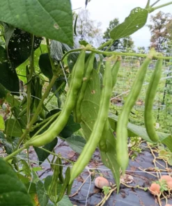 Greasy Back Heirloom Bean (30 Seeds)