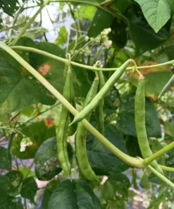 Greasy Back Heirloom Bean (30 Seeds)