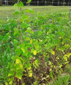 Ground Squirrel Heirloom Half-runner Bean (30 seeds)