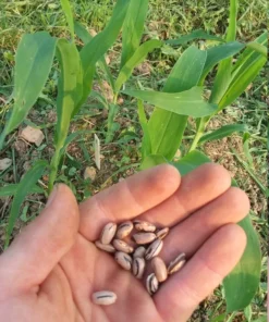 Ground Squirrel Heirloom Half-runner Bean (30 seeds)