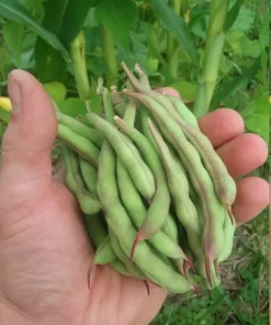 Ground Squirrel Heirloom Half-runner Bean (30 seeds)
