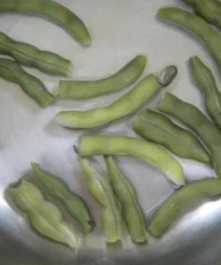 Ground Squirrel Heirloom Half-runner Bean (30 seeds)