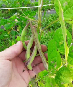 Ground Squirrel Heirloom Half-runner Bean (30 seeds)