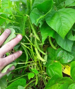 Ground Squirrel Heirloom Half-runner Bean (30 seeds)