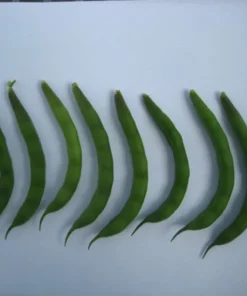 Ground Squirrel Heirloom Half-runner Bean (30 seeds)