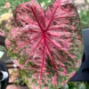 Gypsy Rose Caladium Bulbs (2 Pack) – Green Leaves with Red Veins and Pink Blotches