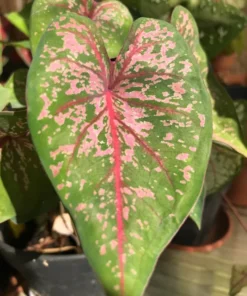 Gypsy Rose Caladium Bulbs (2 Pack) – Green Leaves with Red Veins and Pink Blotches
