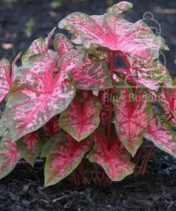 Gypsy Rose Caladium Bulbs (2 Pack) – Green Leaves with Red Veins and Pink Blotches