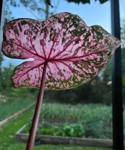 Gypsy Rose Caladium Bulbs (2 Pack) – Green Leaves with Red Veins and Pink Blotches