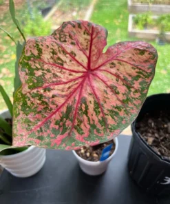 Gypsy Rose Caladium Bulbs (2 Pack) – Green Leaves with Red Veins and Pink Blotches