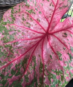 Gypsy Rose Caladium Bulbs (2 Pack) – Green Leaves with Red Veins and Pink Blotches
