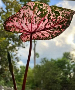 Gypsy Rose Caladium Bulbs (2 Pack) – Green Leaves with Red Veins and Pink Blotches