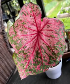Gypsy Rose Caladium Bulbs (2 Pack) – Green Leaves with Red Veins and Pink Blotches
