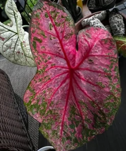 Gypsy Rose Caladium Bulbs (2 Pack) – Green Leaves with Red Veins and Pink Blotches