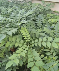 Healthy Curry Leaf Plant – 12-16 Inch, Half-Gallon Pot, Vibrant Herb