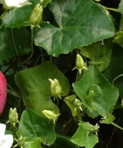 Healthy Organic Tindora Plant - Fast-Growing Vine in Half-Gal Pot - No CA Shipping