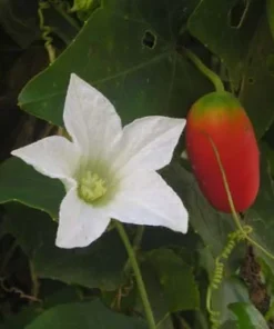 Healthy Organic Tindora Plant - Fast-Growing Vine in Half-Gal Pot - No CA Shipping