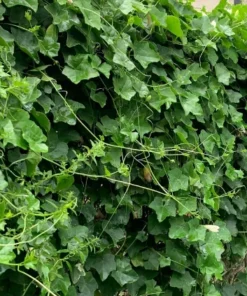 Healthy Organic Tindora Plant - Fast-Growing Vine in Half-Gal Pot - No CA Shipping