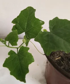 Healthy Organic Tindora Plant - Fast-Growing Vine in Half-Gal Pot - No CA Shipping