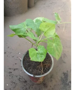 Healthy Organic Tindora Plant - Fast-Growing Vine in Half-Gal Pot - No CA Shipping