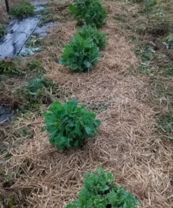 Hen Peck Heirloom Collards (1 g Seeds)