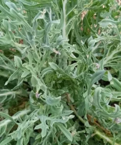 Hen Peck Heirloom Collards (1 g Seeds)