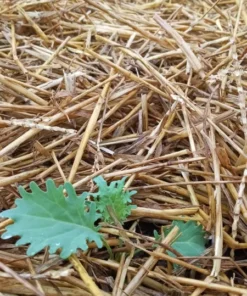 Hen Peck Heirloom Collards (1 g Seeds)