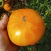 Hensley Settlement Heirloom Tomato (30 Seeds)