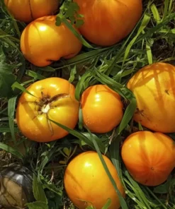 Hensley Settlement Heirloom Tomato (30 Seeds)