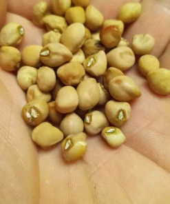 Hercules Southern Pea (Vigna unguiculata) Heirloom Seeds