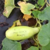 Heungbu Summer Squash (Korean "Aehobak" 애호박) C. moschata Vine Borer Resistant Open-pollinated (20 seeds)