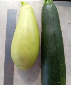 Heungbu Summer Squash (Korean "Aehobak" 애호박) C. moschata Vine Borer Resistant Open-pollinated (20 seeds)