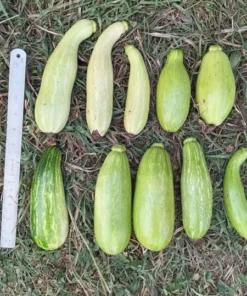 Heungbu Summer Squash (Korean 