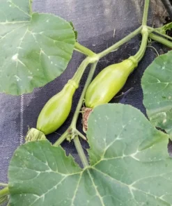 Heungbu Summer Squash (Korean 