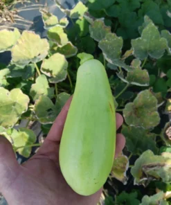 Heungbu Summer Squash (Korean 