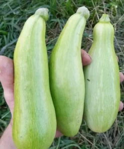 Heungbu Summer Squash (Korean 