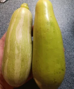 Heungbu Summer Squash (Korean 