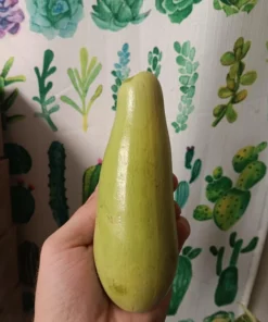 Heungbu Summer Squash (Korean 