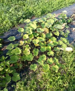 Heungbu Summer Squash (Korean 