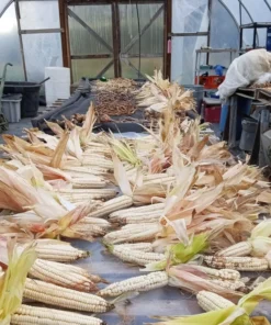 Hickory King Heirloom Dent Corn (75 seeds)