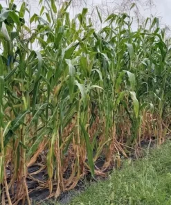 Hickory King Heirloom Dent Corn (75 seeds)