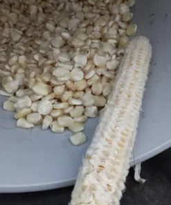 Hickory King Heirloom Dent Corn (75 seeds)