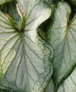 High Society Caladium Bulbs (2 Pack) – White Leaves with Green Veins
