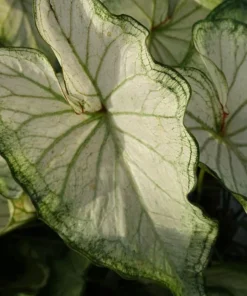 High Society Caladium Bulbs (2 Pack) – White Leaves with Green Veins