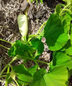 Homs Kousa Summer Squash Heirloom Open-pollinated