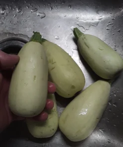 Homs Kousa Summer Squash Heirloom Open-pollinated