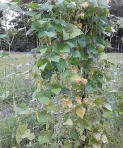 Humphrey Cut-short Heirloom Bean (30 Seeds)